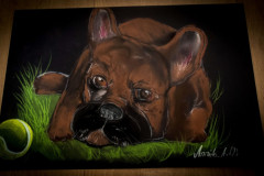 Hund