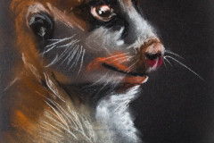 Erdmännchen