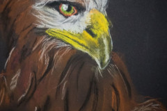 Steinadler