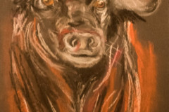 Stier