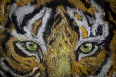 Tigerblick
